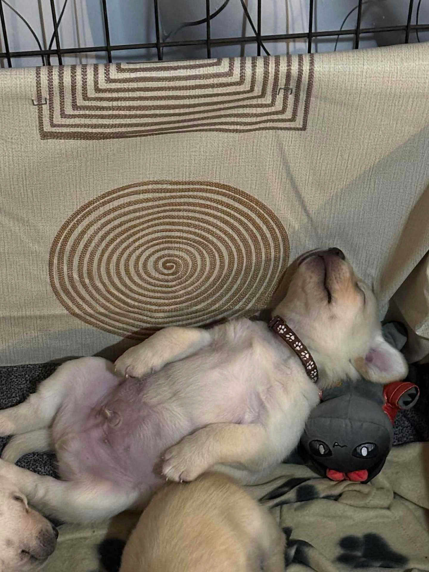 Odin is registered to the contest to win money with this photo: adorable, animal, beige, blanket, collar, companion, cozy, cute, dog, fur, indoor, pattern, pet, plush_toy, puppy, relaxing, resting, sleeping, soft, young