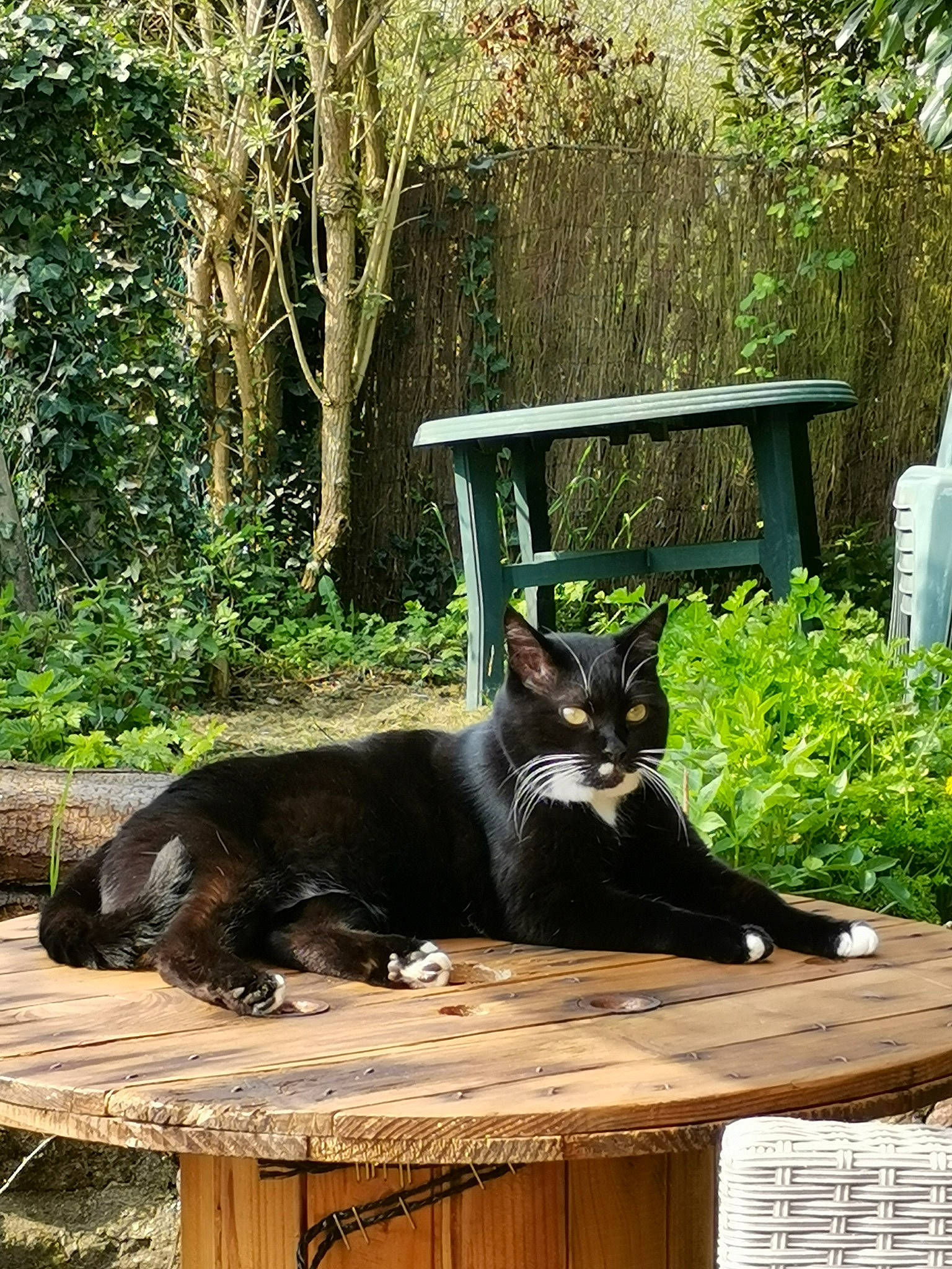 Mao participe au concours pour gagner de l'argent avec cette photo : building, carnivore, cat, domestic_short_haired_cat, felidae, grass, house, leisure, outdoor_furniture, plant, shade, sitting, small_to_medium_sized_cats, table, tail, tree, vertebrate, whiskers, window, wood