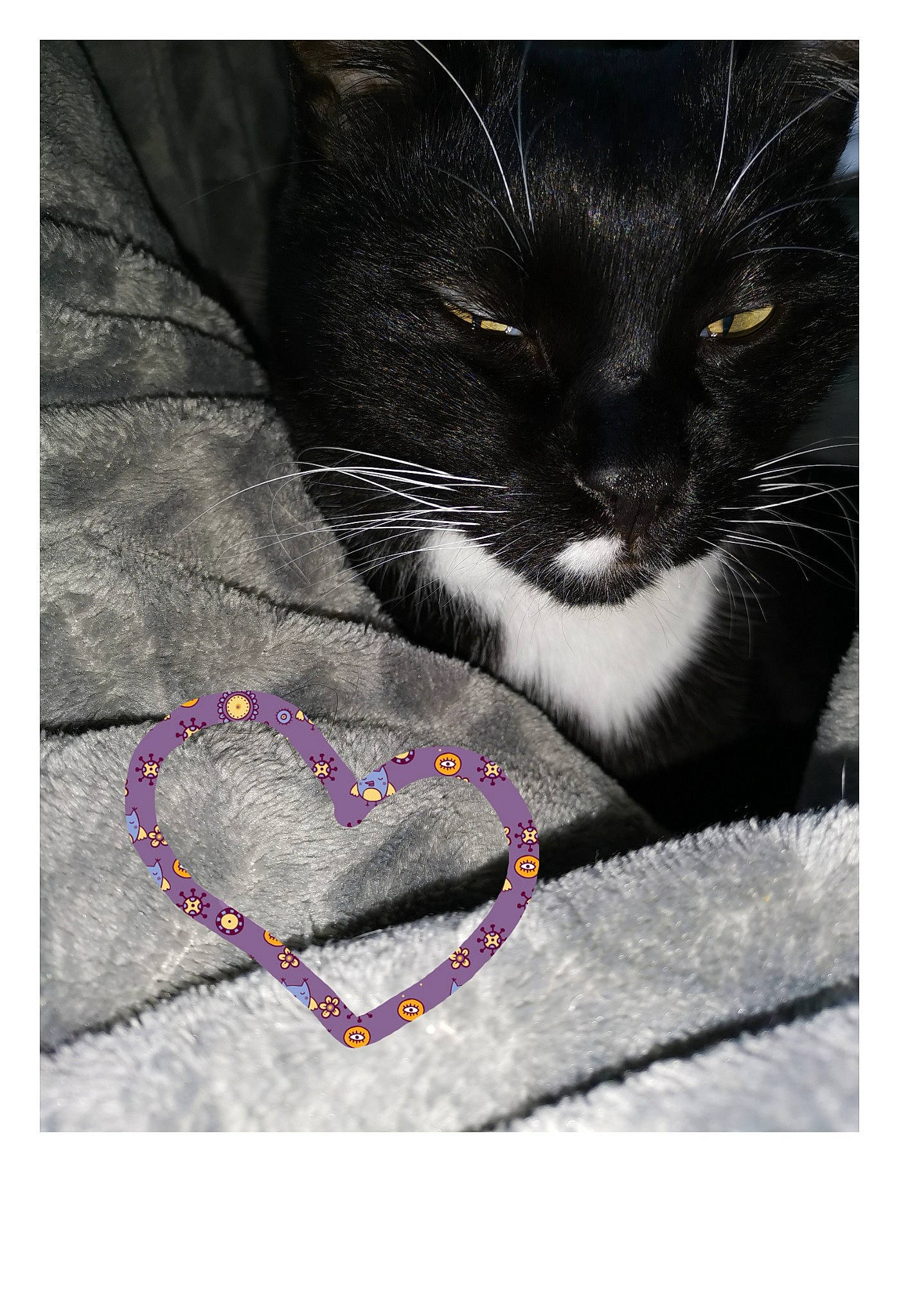 Mao a rejoint le concours — aidez-le/la à gagner de superbes lots ! art, carmine, carnivore, cat, comfort, domestic_short_haired_cat, electric_blue, felidae, font, fur, grey, linens, magenta, pattern, paw, rectangle, small_to_medium_sized_cats, tail, textile, whiskers