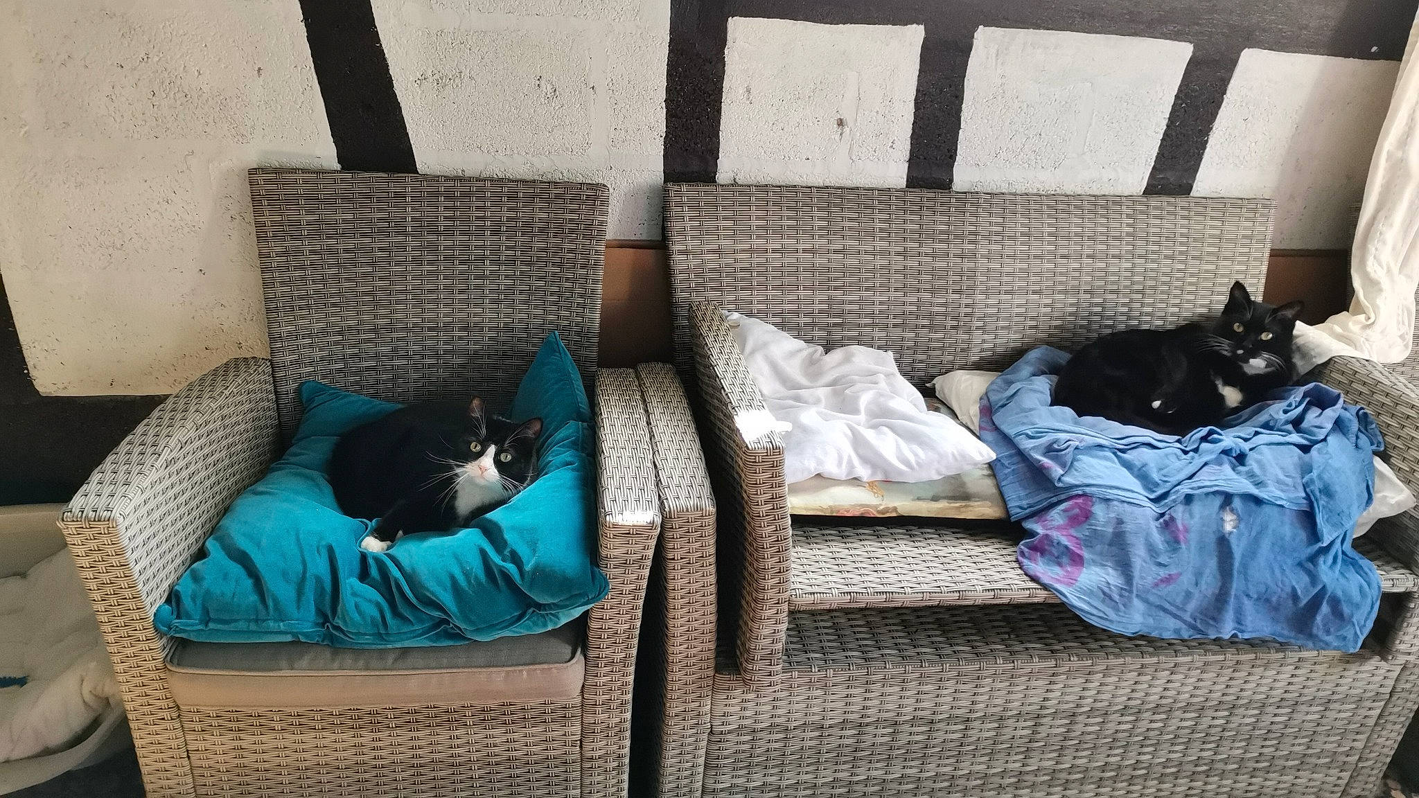 Mao participe au concours pour gagner de l'argent avec cette photo : azure, black, comfort, couch, felidae, floor, furniture, green, grey, house, interior_design, line, outdoor_furniture, pillow, rectangle, small_to_medium_sized_cats, table, wall, window, wood