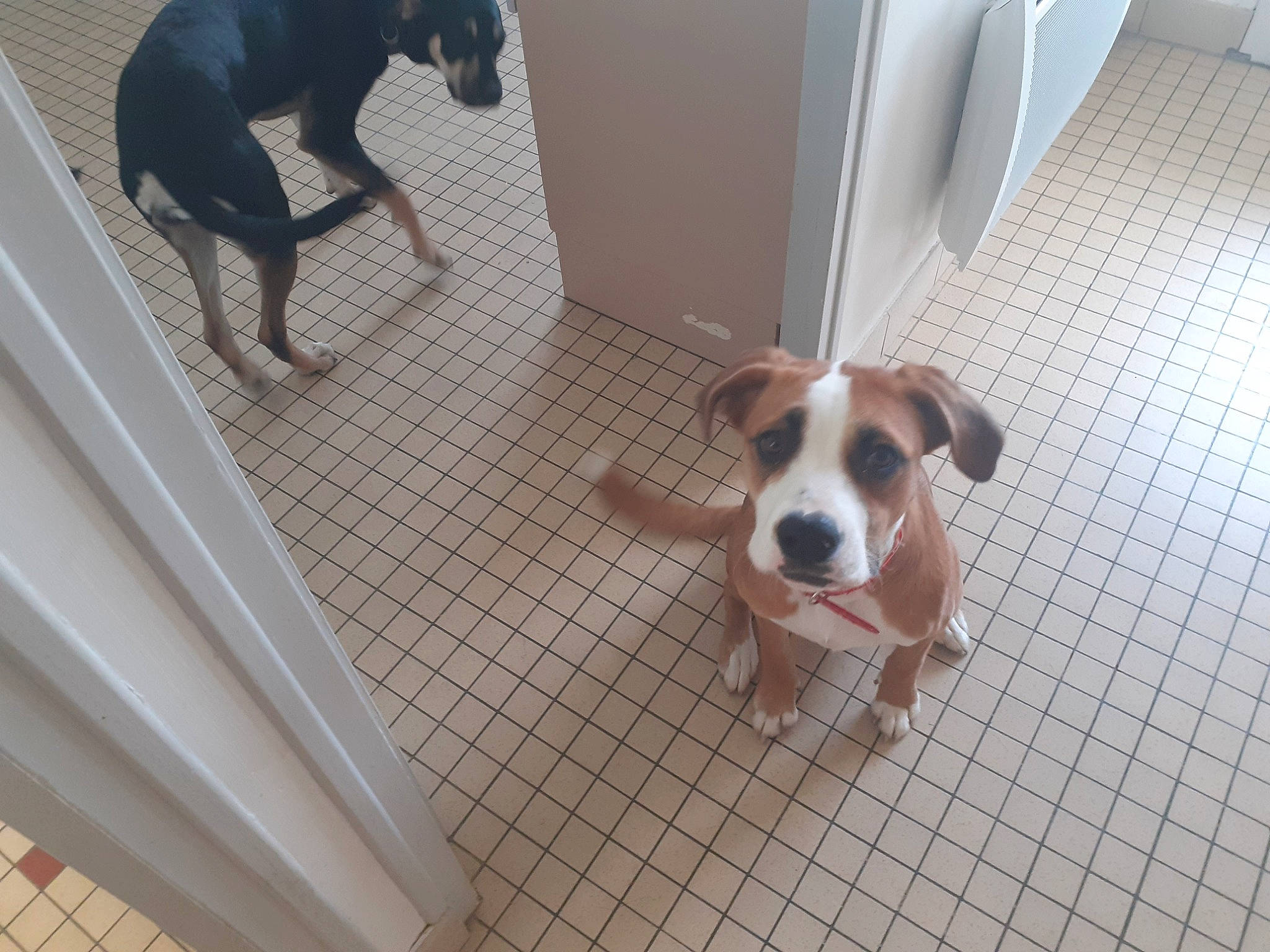 Melba a rejoint le concours — aidez-le/la à gagner de superbes lots ! brazilian_terrier, canidae, carnivore, danish_swedish_farmdog, dog, dog_breed, fawn, floor, mammal, non_sporting_group, ratonero_bodeguero_andaluz, sporting_group, valley_bulldog, vertebrate