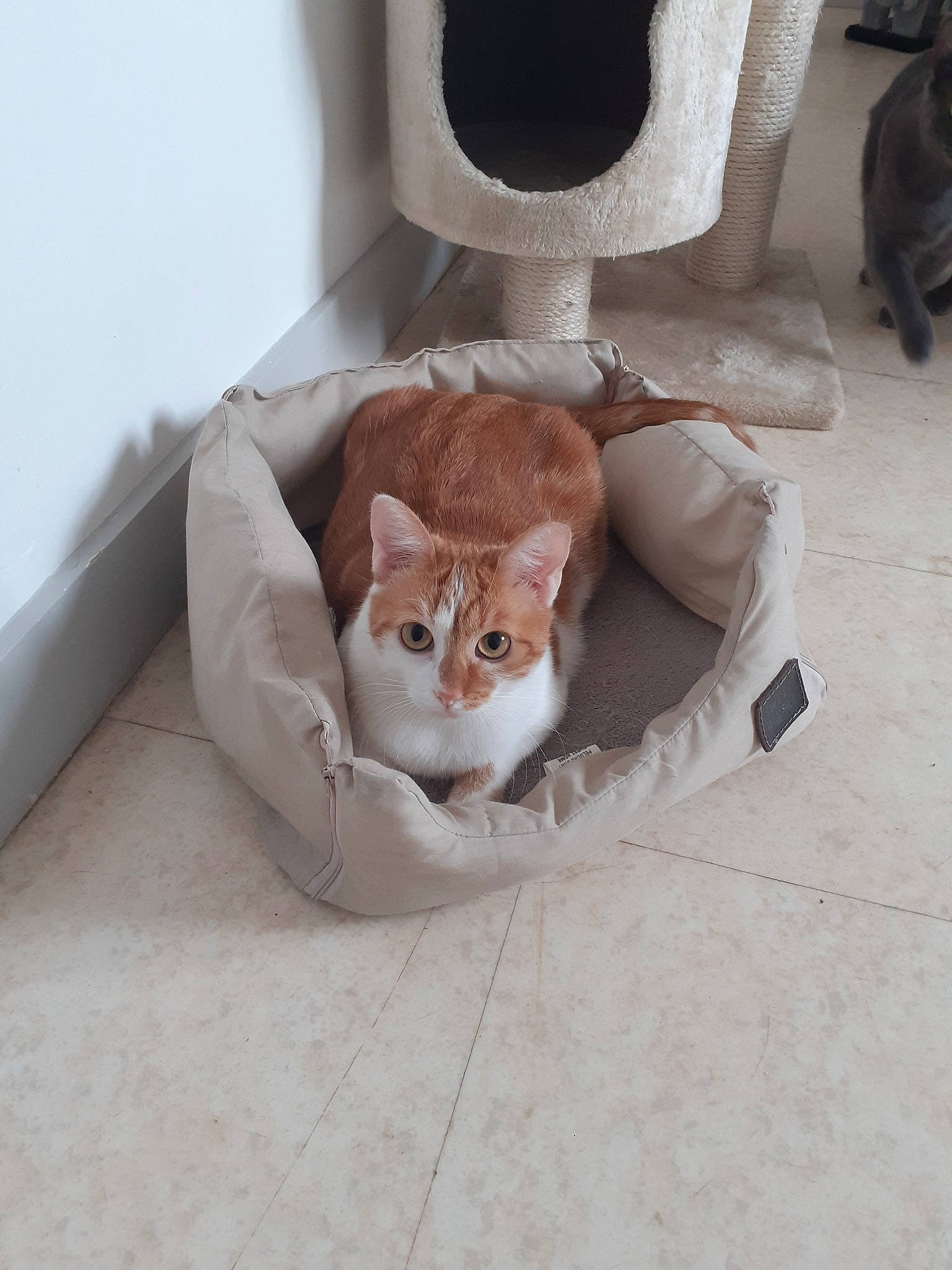 Nounouche a rejoint le concours — aidez-le/la à gagner de superbes lots ! aegean_cat, carnivore, cat, domestic_short_haired_cat, european_shorthair, fawn, felidae, floor, flooring, fur, kitten, small_to_medium_sized_cats, whiskers