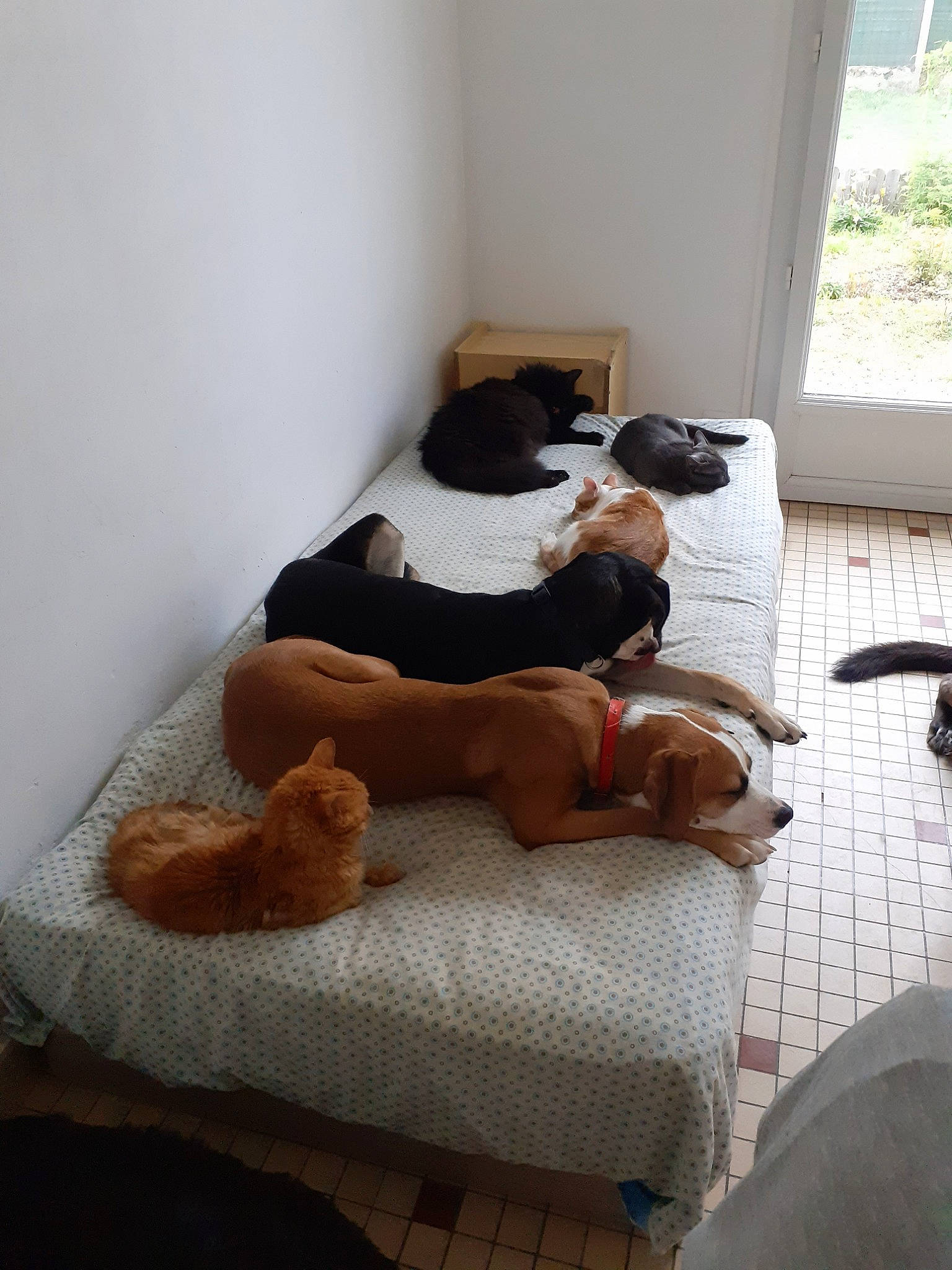 Nounouche a rejoint le concours — aidez-le/la à gagner de superbes lots ! canidae, comfort, companion_dog, dog_breed, nap, room