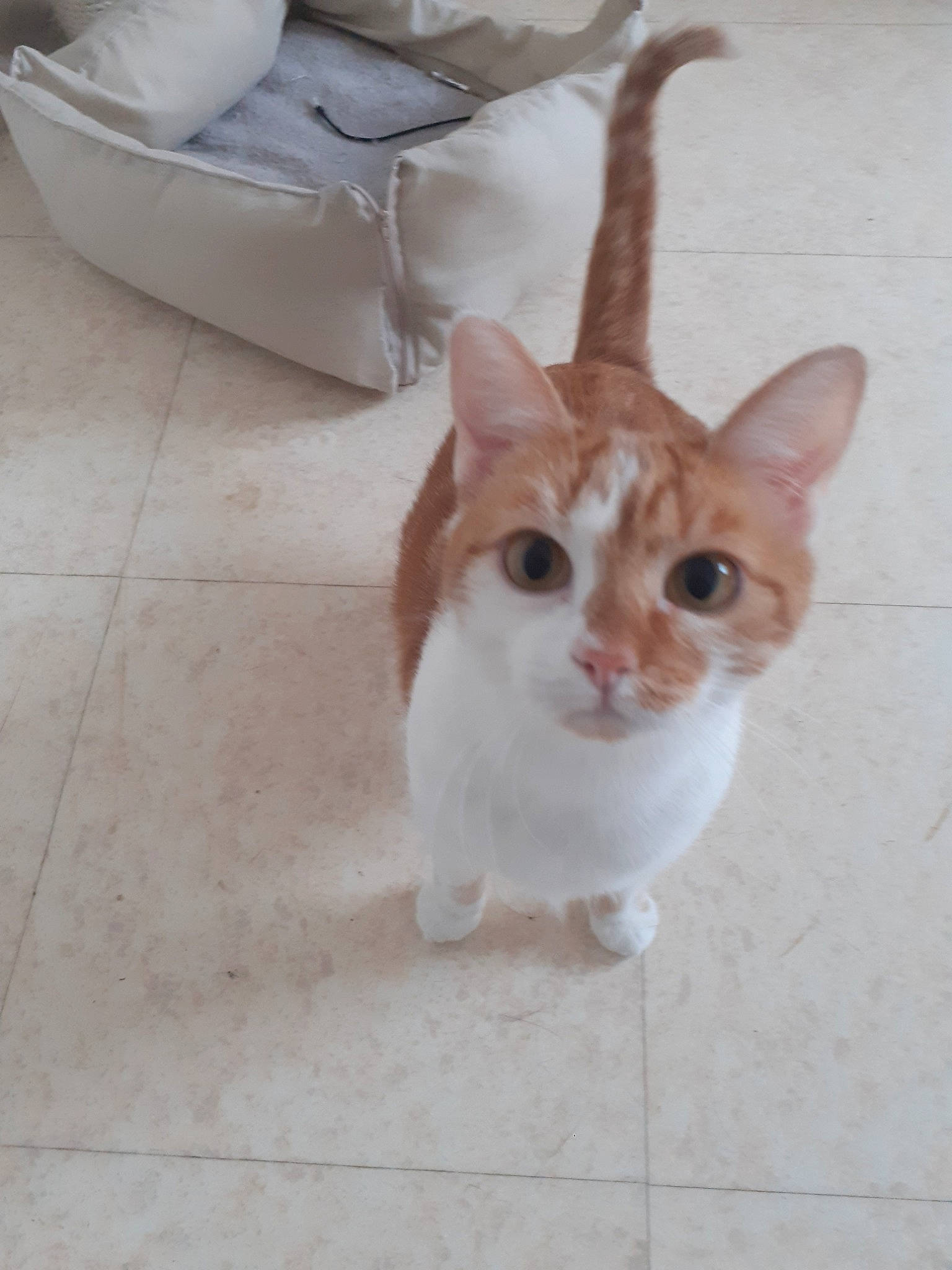 Nounouche a rejoint le concours — aidez-le/la à gagner de superbes lots ! aegean_cat, arabian_mau, carnivore, cat, domestic_short_haired_cat, european_shorthair, fawn, felidae, floor, flooring, fur, german_rex, kitten, mammal, munchkin, small_to_medium_sized_cats, tail, tile, turkish_van, whiskers