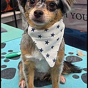 Dallas joined the competition — help win amazing prizes! dog, small_dog, bandana, stars, blue_mat, paw_prints, fluffy_fur, indoor, grooming_table, pet, cute, sitting, brown_eyes, long_ears, white_chest, fur_pattern, animal, domestic, portrait, calm