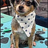 dog, small_dog, bandana, stars, blue_mat, paw_prints, fluffy_fur, indoor, grooming_table, pet, cute, sitting, brown_eyes, long_ears, white_chest, fur_pattern, animal, domestic, portrait, calm