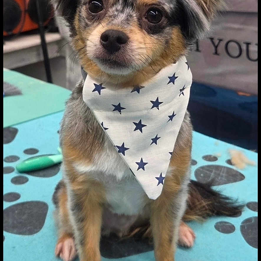Dallas joined the competition — help win amazing prizes! dog, small_dog, bandana, stars, blue_mat, paw_prints, fluffy_fur, indoor, grooming_table, pet, cute, sitting, brown_eyes, long_ears, white_chest, fur_pattern, animal, domestic, portrait, calm
