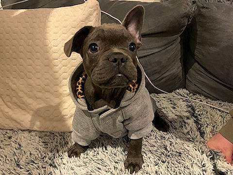 Rio a rejoint le concours — aidez-le/la à gagner de superbes lots ! bulldog, canidae, carnivore, companion_dog, dog, dog_breed, fawn, french_bulldog, mammal, molosser, non_sporting_group, puppy, snout, toy_bulldog, vertebrate