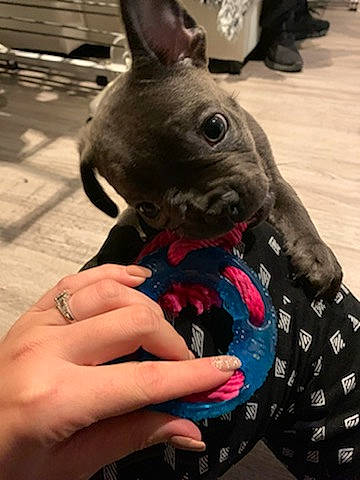 Rio a rejoint le concours — aidez-le/la à gagner de superbes lots ! boston_terrier, canidae, carnivore, companion_dog, dog, dog_breed, ear, fawn, french_bulldog, hand, non_sporting_group, puppy, snout