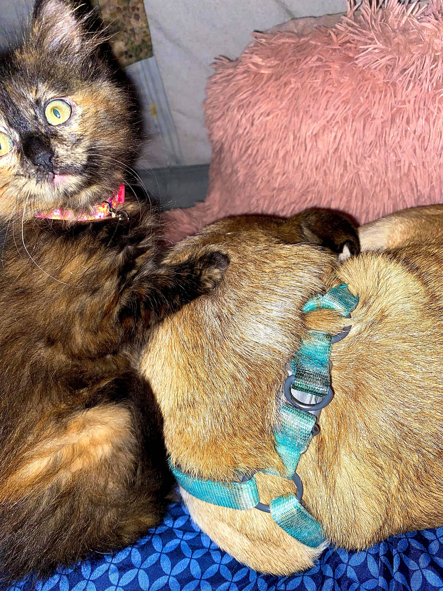 Cheyenne joined the competition — help win amazing prizes! carnivore, cat, claw, collar, comfort, dog_breed, domestic_short_haired_cat, fawn, felidae, foot, fur, lap, paw, sitting, small_to_medium_sized_cats, snout, tail, terrestrial_animal, toy, whiskers