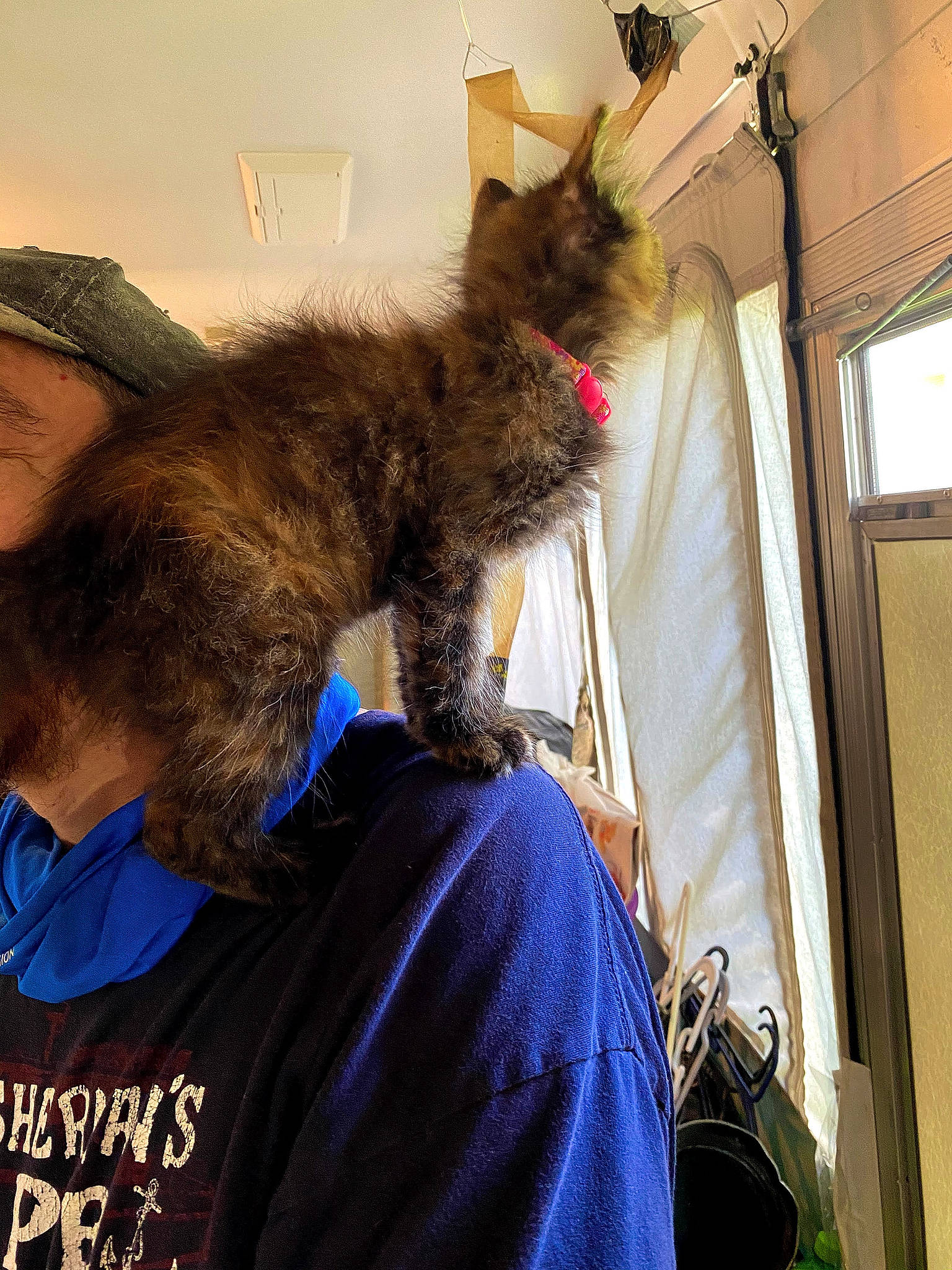 Cheyenne is registered to the contest to win money with this photo: backpack, bag, beard, black_cat, carnivore, cat, claw, comfort, domestic_short_haired_cat, felidae, fur, gesture, lap, luggage_and_bags, selfie, shoulder, small_to_medium_sized_cats, tail, whiskers, window