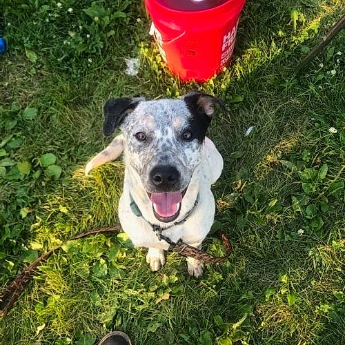 Braxton is registered to the contest to win money with this photo: canidae, carnivore, collar, companion_dog, dog, dog_breed, dog_collar, grass, plant, puppy, snout, sporting_group, terrier, whiskers, working_animal, working_dog