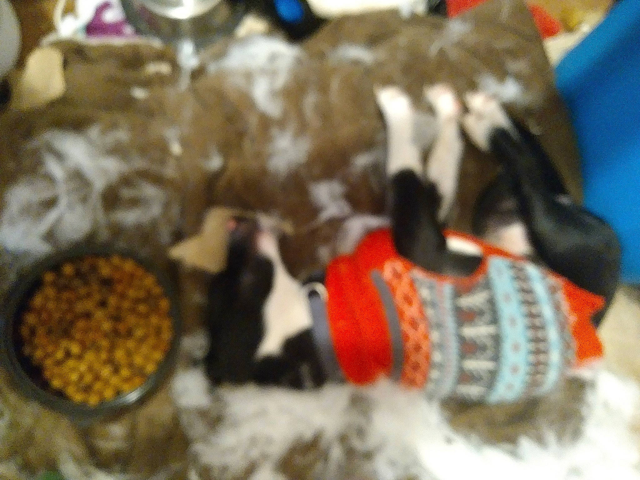 Rambo is registered to the contest to win money with this photo: animal_feed, bird_food, carnivore, cat_supply, cuisine, dish, dog_breed, dog_food, dog_supply, food, ingredient, pet_food, pet_supply, recipe, small_animal_food, snout, staple_food, superfood, tableware, vertebrate