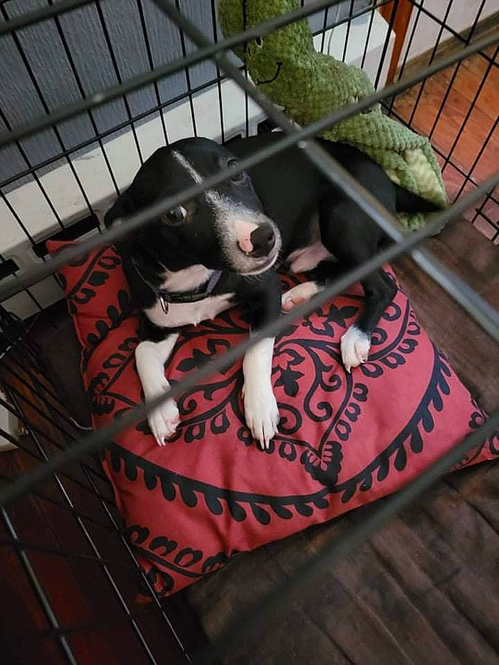 Rambo is registered to the contest to win money with this photo: animal_shelter, backpack, bag, bicycle_part, bicycle_tire, cage, carmine, fashion_accessory, fence, luggage_and_bags, mesh, metal, pattern, pet_supply, rim, shoulder_bag, snout, spoke, textile, whiskers