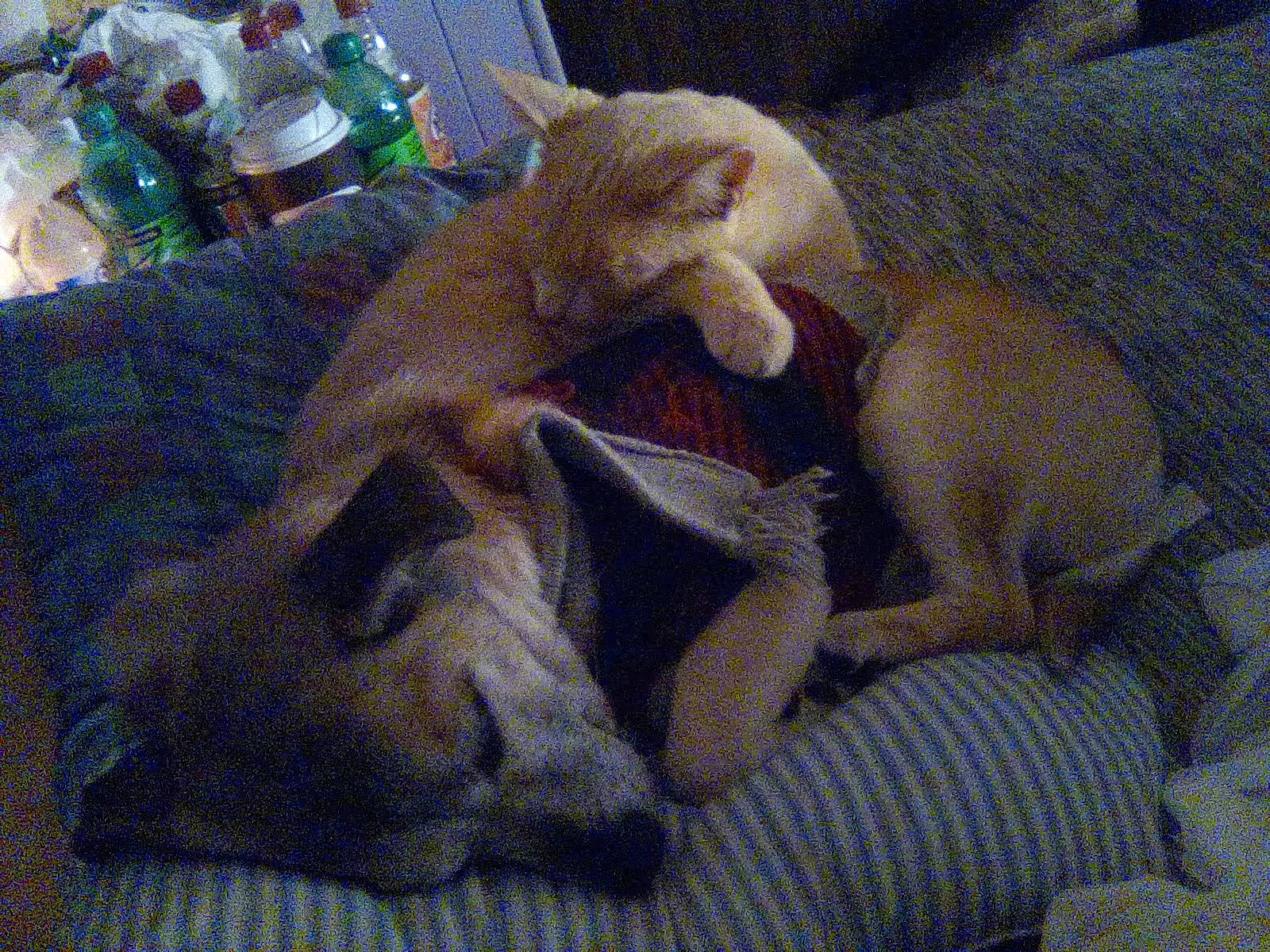 Lil Bit joined the competition — help win amazing prizes! art, bottle, canidae, carnivore, comfort, companion_dog, dog, dog_breed, fawn, felidae, linens, nap, plastic_bottle, small_to_medium_sized_cats, snout, sporting_group, tail, toy, water_bottle, working_animal