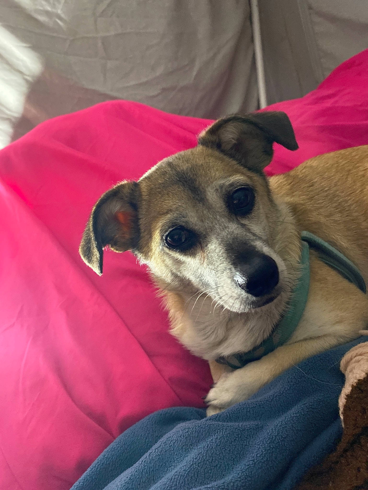 Lil Bit joined the competition — help win amazing prizes! canidae, carnivore, collar, comfort, companion_dog, dog, dog_breed, dog_collar, dog_supply, fawn, fur, jaw, non_sporting_group, pet_supply, snout, sporting_group, terrestrial_animal, whiskers