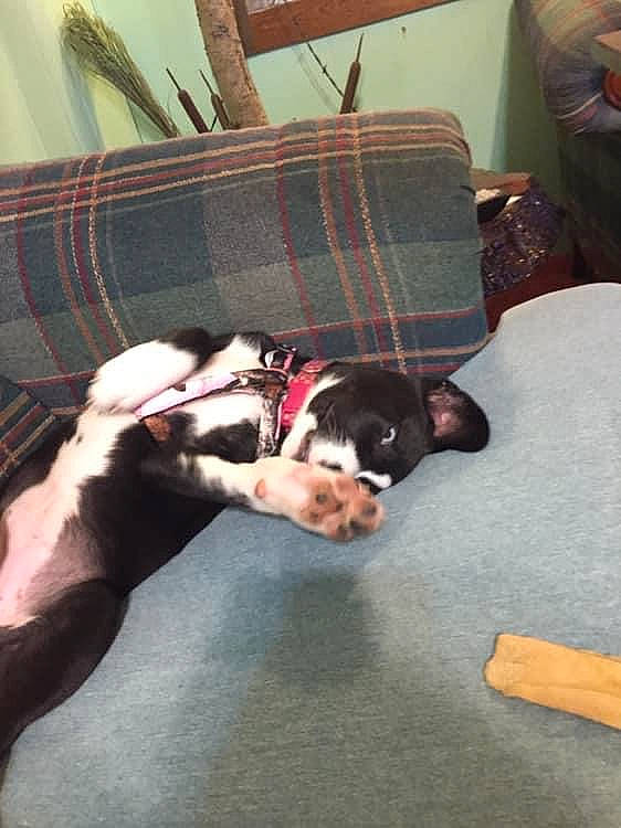 Karma is registered to the contest to win money with this photo: carnivore, comfort, companion_dog, couch, dog, dog_breed, fawn, felidae, flooring, fur, hardwood, living_room, pattern, pet_supply, plaid, room, sporting_group, tail, tartan, working_animal