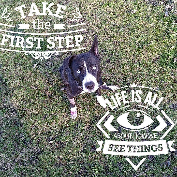 Karma joined the competition — help win amazing prizes! advertising, ball, carnivore, companion_dog, dog, dog_breed, dog_supply, font, graphics, grass, herding_dog, lawn, logo, photo_caption, plant, sign, signage, snout, tail, working_dog