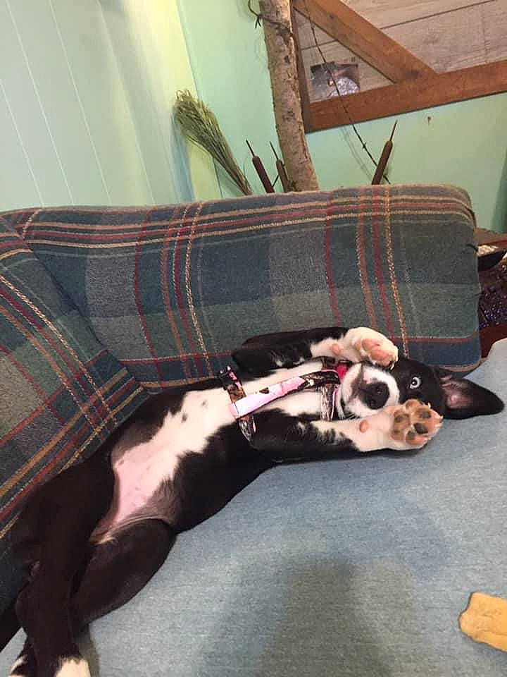 Karma is registered to the contest to win money with this photo: carnivore, collar, comfort, companion_dog, couch, design, dog, dog_breed, dog_supply, fawn, fur, guitar, leash, musical_instrument, pattern, plaid, remote_control, tail, tartan, whiskers