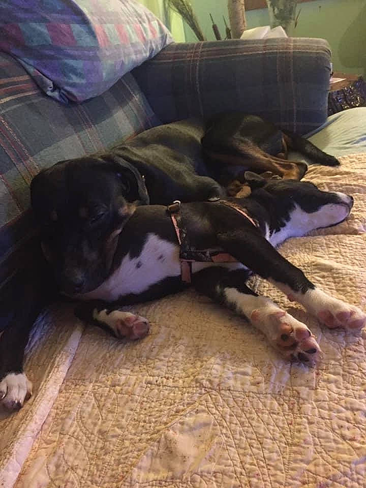 Moose joined the competition — help win amazing prizes! canidae, carnivore, comfort, companion_dog, couch, dog, dog_breed, floor, flooring, fur, guard_dog, hardwood, liver, living_room, non_sporting_group, sleeper_chair, sporting_group, wood, working_animal, working_dog