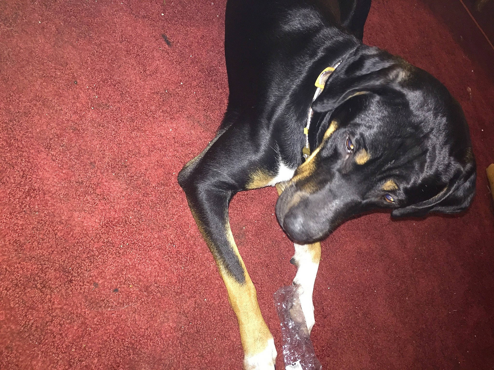 Moose joined the competition — help win amazing prizes! borador, carnivore, companion_dog, darkness, dobermann, dog, dog_breed, fur, guard_dog, montenegrin_mountain_hound, pet_supply, sporting_group, tail, whiskers, working_animal, working_dog