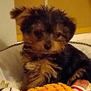 Shelby participe au concours pour gagner de l'argent avec cette photo : puppy, dog, small_dog, fur, black_fur, tan_fur, pet_bed, toy, orange_toy, indoor, cute, curious, animal, young_dog, companion, cozy, soft_texture, closeup, domestic_animal, adorable