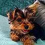 puppy, dog, cute, fluffy, tongue_out, pet, animal, indoors, blanket, couch, small_dog, fur, face, ears, nose, paw, resting, young, companion, domestic_animal