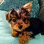 puppy, dog, cute, fluffy, small, pet, animal, fur, ears, eyes, face, lying_down, blanket, teal, cozy, indoors, adorable, young, companion, friendly