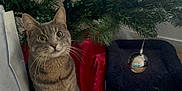 Gribouille participe au concours pour gagner de l'argent avec cette photo : cat, tabby_cat, christmas_tree, ornament, floor, wood_floor, indoor, decorations, curious, pet, feline, holiday, red_fabric, greenery, whiskers, eyes, sitting, cozy, home, curious_look