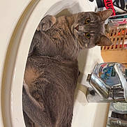 Gribouille a rejoint le concours — aidez-le/la à gagner de superbes lots ! cat, sink, bathroom, gray_cat, pet, fur, whiskers, toiletries, towels, faucet, countertop, curious, indoor, animal, relaxed, looking, household, domestic, cleaning_products, water