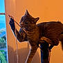 Gribouille participe au concours pour gagner de l'argent avec cette photo : cat, scratching_post, indoor, window, string, stick, playful, pet, animal, feline, paw, biting, curious, tail, fur, claws, home, light, shadow, background