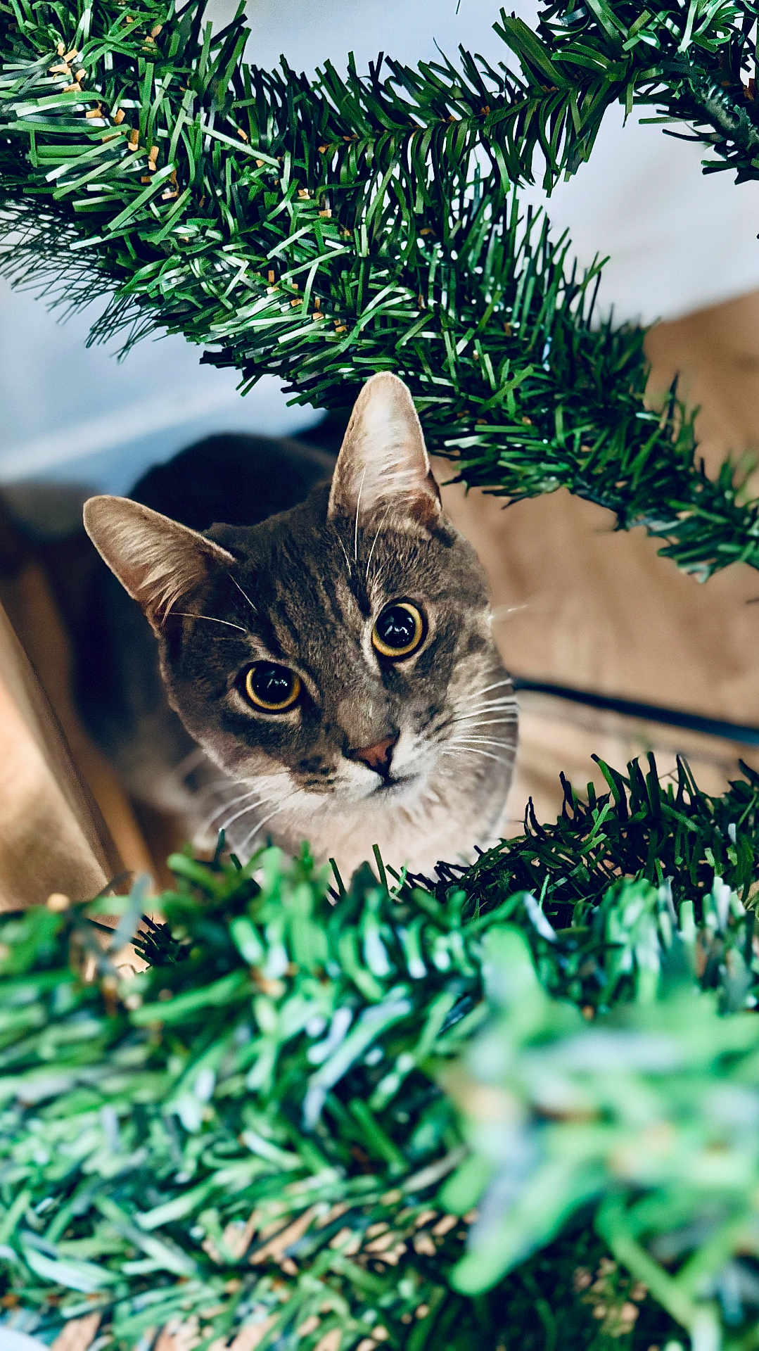 Gribouille participe au concours pour gagner de l'argent avec cette photo : cat, gray_cat, pet, animal, curious, christmas_tree, green_branches, indoor, close_up, whiskers, ears, floor, wooden_floor, eyes, feline, playful, nature, holiday, decor, cute