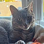 Gribouille a rejoint le concours — aidez-le/la à gagner de superbes lots ! cat, grey_tabby, indoor, window, blanket, cozy, pet, feline, curious, paw, resting, soft_texture, sunlight, domestic_animal, closeup, animal, fur, whiskers, relaxed, home