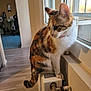 cat, calico_cat, indoor, window, radiator, sunset_light, curious, pet, feline, home, floor, wall, collar, domestic_animal, looking_outside, warm_light, quiet, resting, side_view, animal