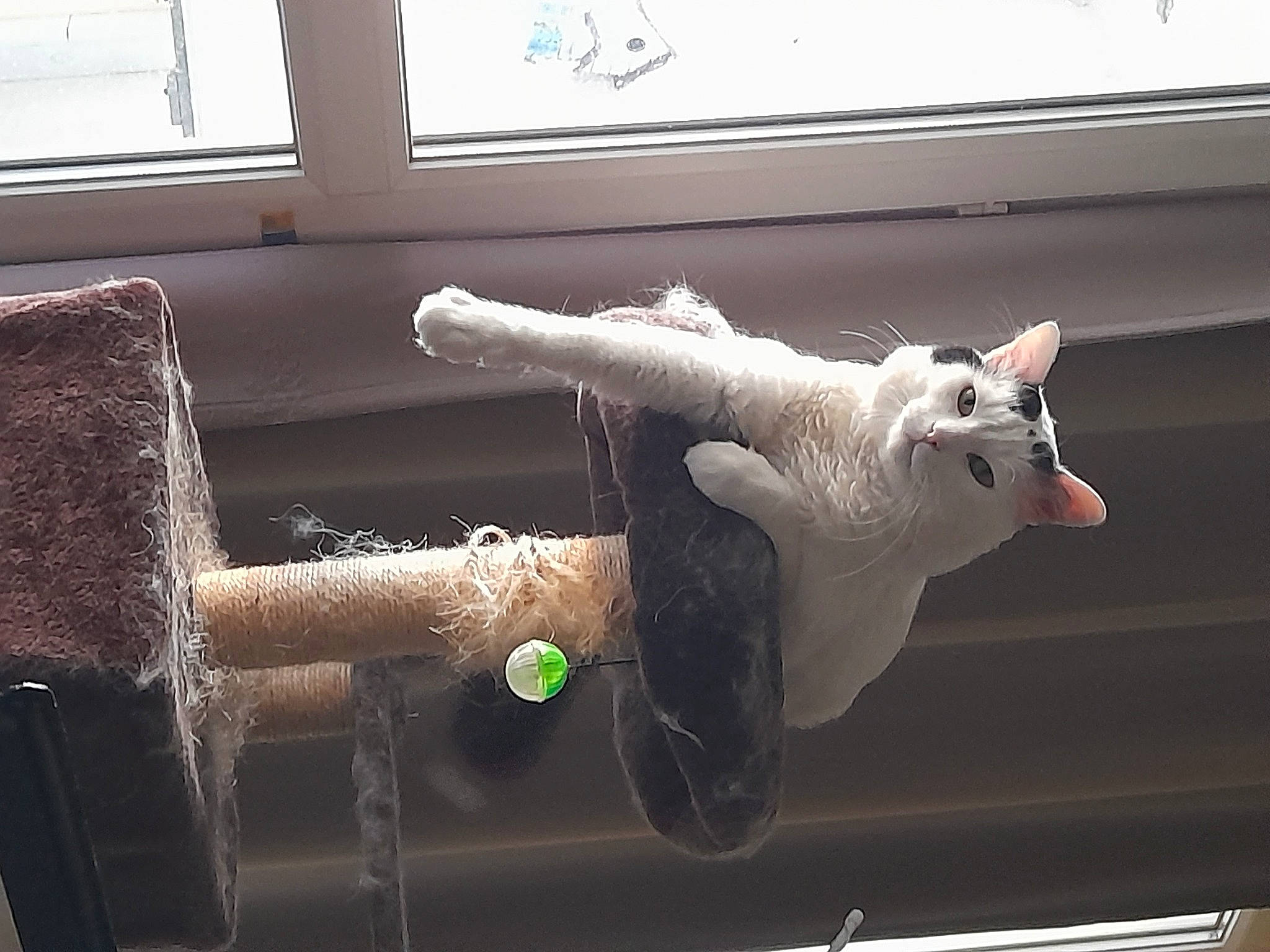 Casper a rejoint le concours — aidez-le/la à gagner de superbes lots ! cat, couch, domestic_short_haired_cat, felidae, fur, grey, metal, room, small_to_medium_sized_cats, snout, tail, whiskers, window, wood