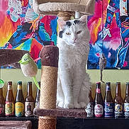 Casper participe au concours pour gagner de l'argent avec cette photo : cat, cat_tree, plush_toy, hanging_toy, beer_bottle, colorful_painting, musician_art, indoor, feline, pet, sitting, white_cat, black_markings, decor, bottle_collection, wall_art, portrait, relaxed, animal, home_interior
