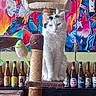 cat, cat_tree, plush_toy, hanging_toy, beer_bottle, colorful_painting, musician_art, indoor, feline, pet, sitting, white_cat, black_markings, decor, bottle_collection, wall_art, portrait, relaxed, animal, home_interior