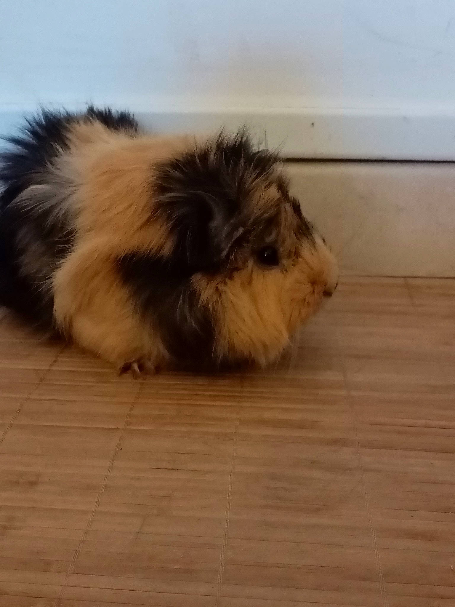 Pookie a rejoint le concours — aidez-le/la à gagner de superbes lots ! canidae, dog_breed, fawn, floor, flooring, fur, german_spitz_klein, guinea_pig