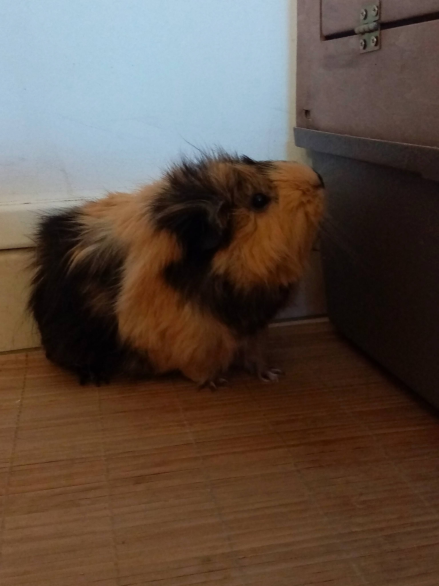 Pookie a rejoint le concours — aidez-le/la à gagner de superbes lots ! canidae, carnivore, companion_dog, dog, dog_breed, fawn, floor, flooring, fur, guinea_pig, lhasa_apso, mammal, rodent, shih_tzu