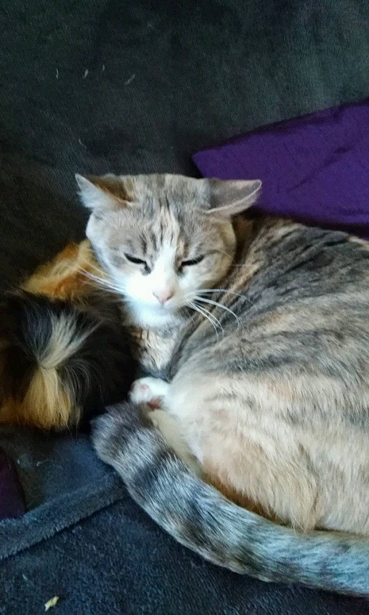 Pookie a rejoint le concours — aidez-le/la à gagner de superbes lots ! aegean_cat, asian, carnivore, cat, domestic_long_haired_cat, domestic_short_haired_cat, dragon_li, european_shorthair, felidae, kitten, mammal, nap, norwegian_forest_cat, small_to_medium_sized_cats, tabby_cat, tail, whiskers