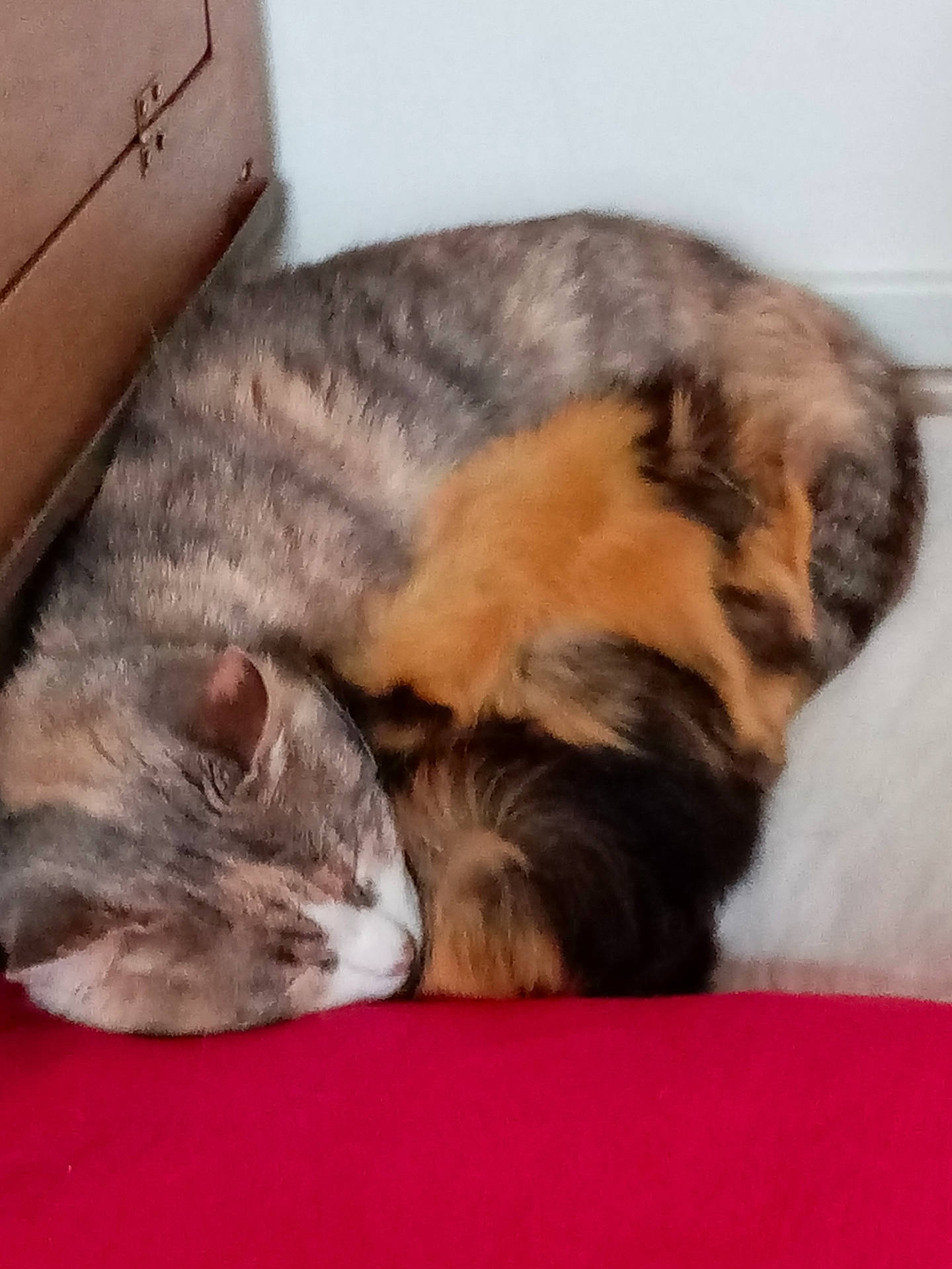 Pookie a rejoint le concours — aidez-le/la à gagner de superbes lots ! carnivore, cat, domestic_short_haired_cat, ear, european_shorthair, felidae, fur, kitten, mammal, nap, paw, sleep, small_to_medium_sized_cats, snout, whiskers