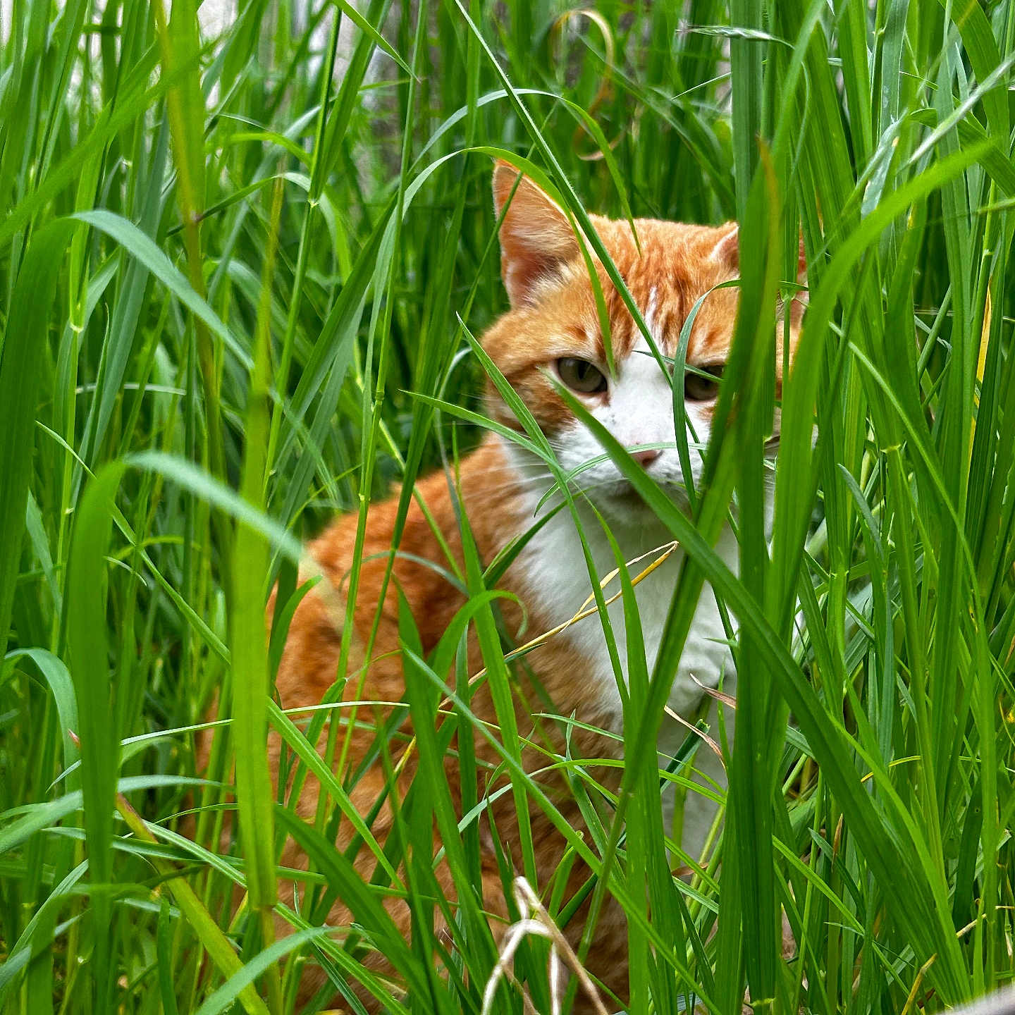 Felix