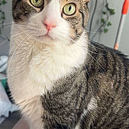 Oreo is registered to the contest to win money with this photo: cat, tabby_cat, green_eyes, pet, animal, domestic_cat, feline, whiskers, sitting, curious, indoor, houseplant, vines, pink_surface, close_up, portrait, fur, ears, pink_nose, looking