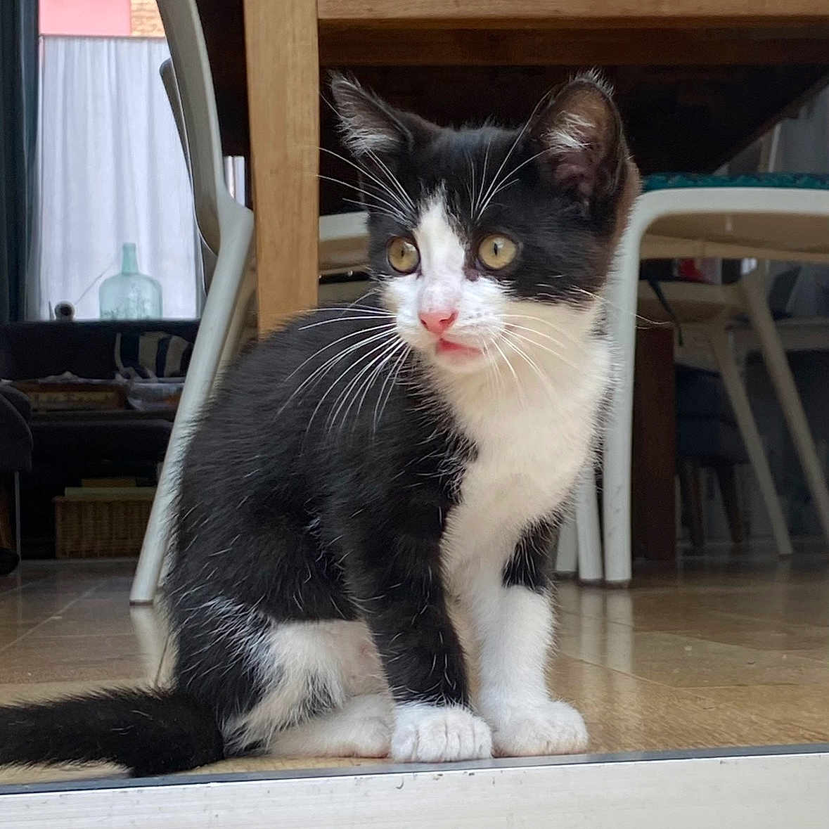 Viloute participe au concours pour gagner de l'argent avec cette photo : animal, black_and_white, cat, chair, curious, cute, domestic, eyes, feline, floor, fur, household, indoor, kitten, pet, sitting, table, whiskers, wooden_floor, young_animal