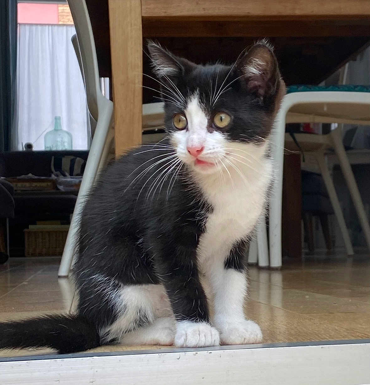 Viloute participe au concours pour gagner de l'argent avec cette photo : kitten, cat, black_and_white, indoor, wooden_floor, table, chair, curious, pet, whiskers, young_animal, domestic, feline, floor, fur, animal, cute, sitting, household, eyes