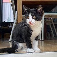 Viloute a rejoint le concours — aidez-le/la à gagner de superbes lots ! kitten, cat, black_and_white, indoor, floor, wooden_floor, furniture, table, chair, pet, animal, whiskers, curious, sitting, young, cute, domestic, eyes, nose, tail