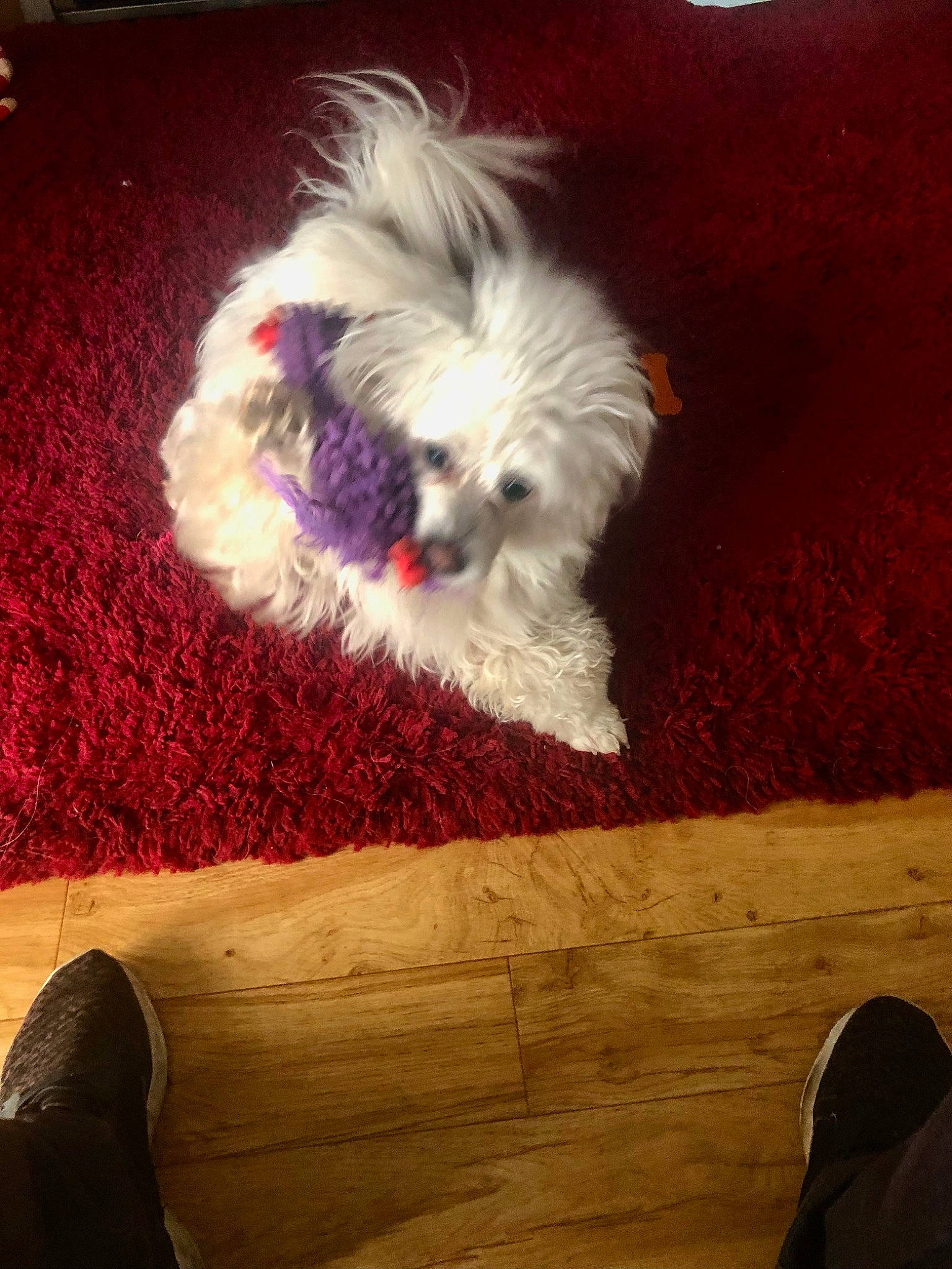 Milo is registered to the contest to win money with this photo: carnivore, cloud, companion_dog, dog, dog_breed, flooring, fur, hardwood, maltepoo, meteorological_phenomenon, puppy_love, sky, small_terrier, snout, sporting_group, square, terrier, toy_dog, wood, yorkipoo