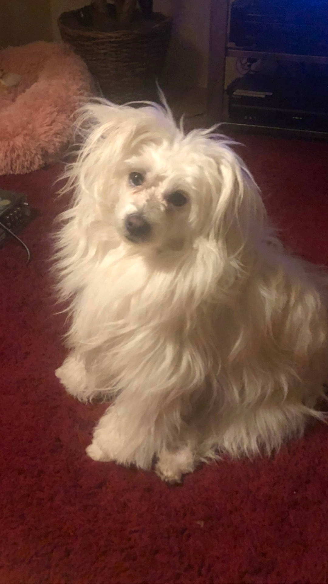 Milo is registered to the contest to win money with this photo: bichon, bolognese, canidae, carnivore, companion_dog, dog, dog_breed, fur, hair, maltepoo, non_sporting_group, poodle_crossbreed, puppy, small_terrier, snout, sporting_group, terrier, toy_dog, water_dog, yorkipoo