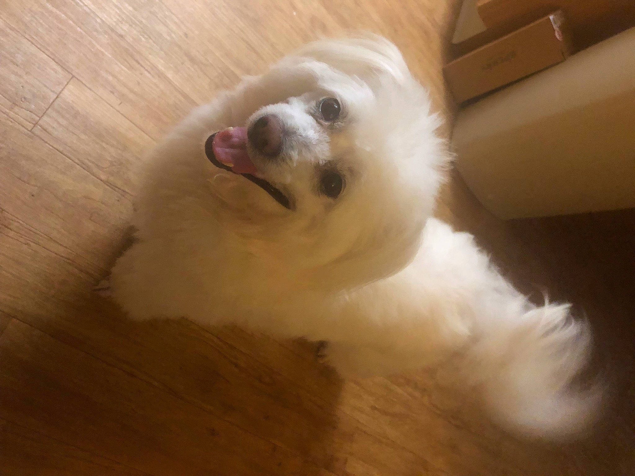 Milo is registered to the contest to win money with this photo: canidae, carnivore, companion_dog, dog, dog_breed, fang, fawn, flooring, fur, hardwood, paw, smile, snout, spitz, sporting_group, toy_dog, whiskers, wood, wood_stain, working_animal