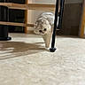 Aura participe au concours pour gagner de l'argent avec cette photo : cat, indoor, toy_mouse, curious, fluffy, white_cat, floor, wooden_chair, shadow, playful, pet, animal, feline, paw, home, light, tile_floor, cute, small_toy, curiosity